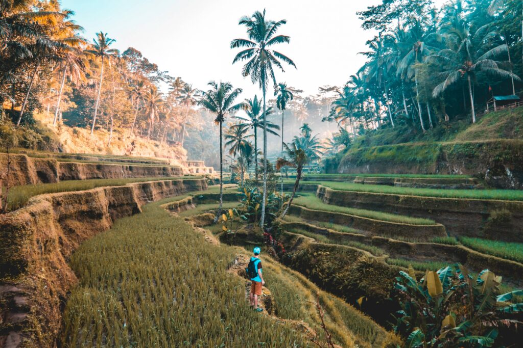 Scenic Tegalalang Rice Terraces in Bali