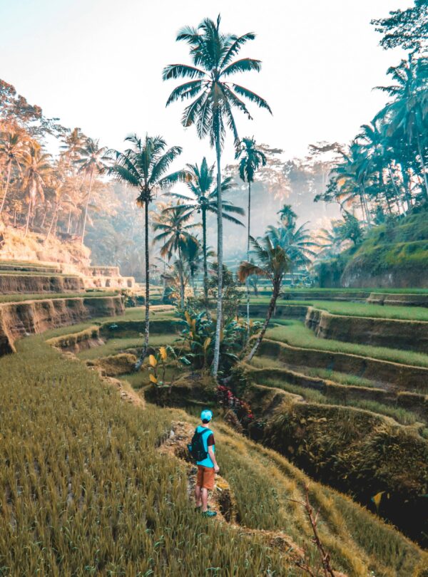 Scenic Tegalalang Rice Terraces in Bali