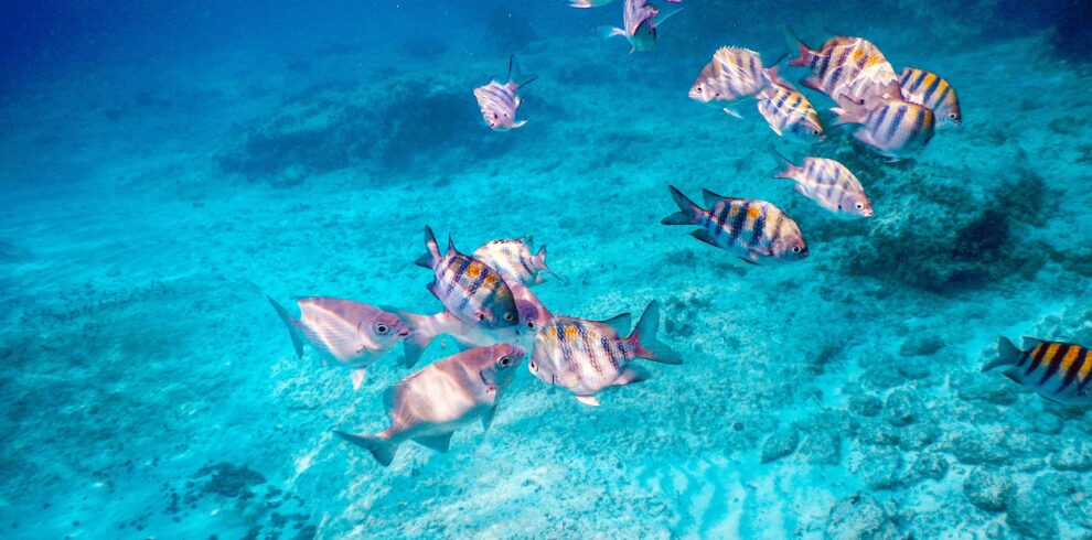 Blue Lagoon Padang Bai - Snorkeling in Clear Waters